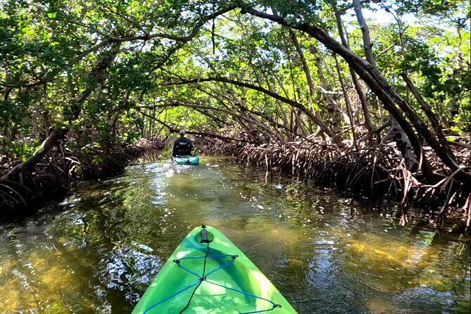 Pedal Kayak Mangrove Tunnel Tour in Bradenton - In-Depth Review: Why This Tour Works for You