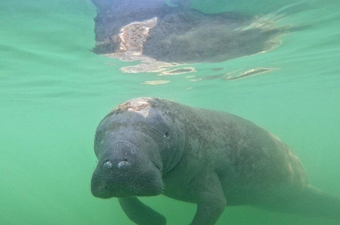 Pedal Kayak Mangrove Tunnel Tour in Bradenton - Final Thoughts