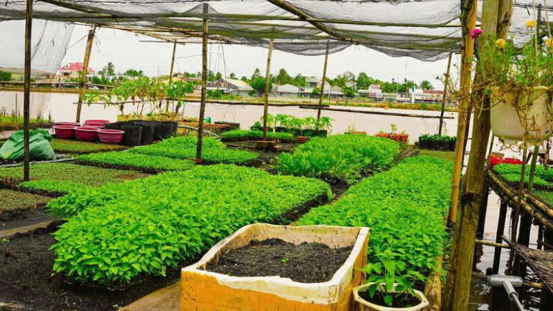 Pedaling the mekong's rural tracks - Can Tho Premium tour - Key Points