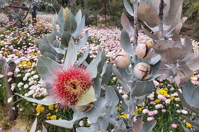 Pedals & Petals - Discovering Wildflowers Bike Tour Kings Park - Who Should Consider This Tour?