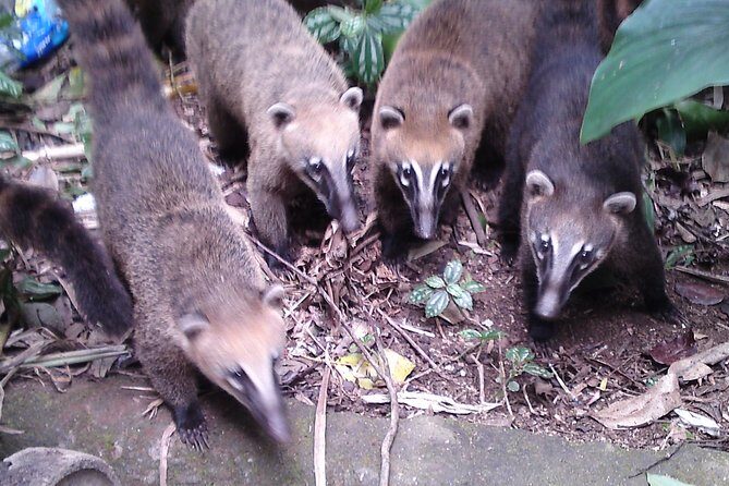 Pedra Bonita Hiking Tour - Tijuca National Park - Rio de Janeiro - Who Should Consider This Tour?