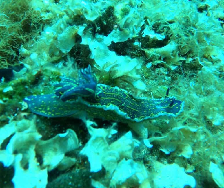 Pefkochori: Snorkeling Trip in Halkidiki-Kassndra - Discover the Underwater World of Halkidiki with Confidence