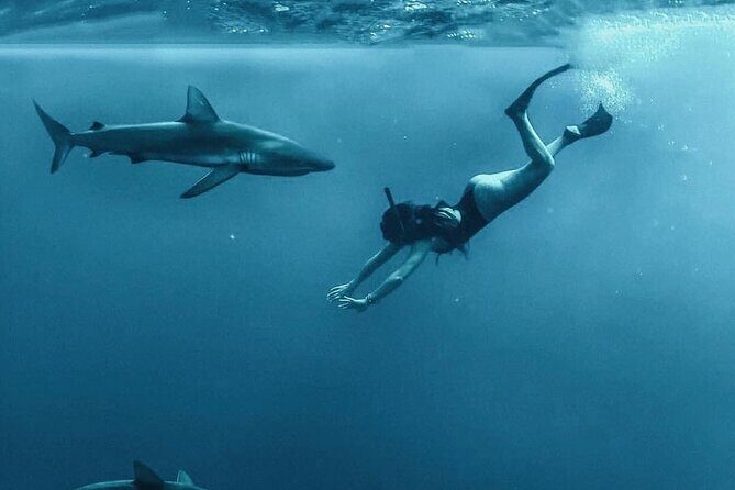 Pelagic Shark Dive Tour - Final Thoughts: Is This Tour for You?