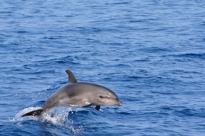 Pelagic Wildlife Excursion - A Deep Dive into the Pelagic Wildlife Excursion