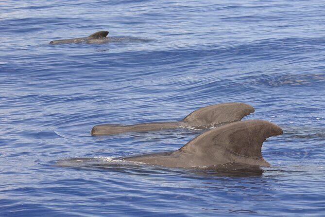 Pelagic Wildlife Excursion - Final Thoughts