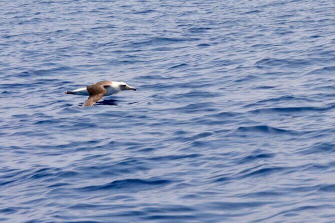 Pelagic Wildlife Excursion - FAQ