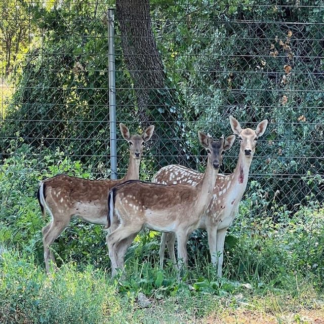 Pelion Private Nature Experience : Farm-to-Table Cooking - FAQs
