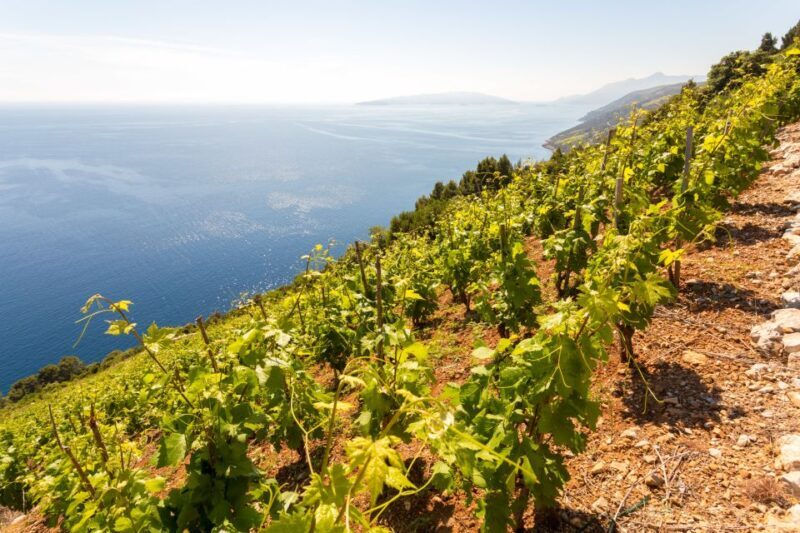 Peljeac Full-Day Wine and Food Tour from Dubrovnik - Key Points