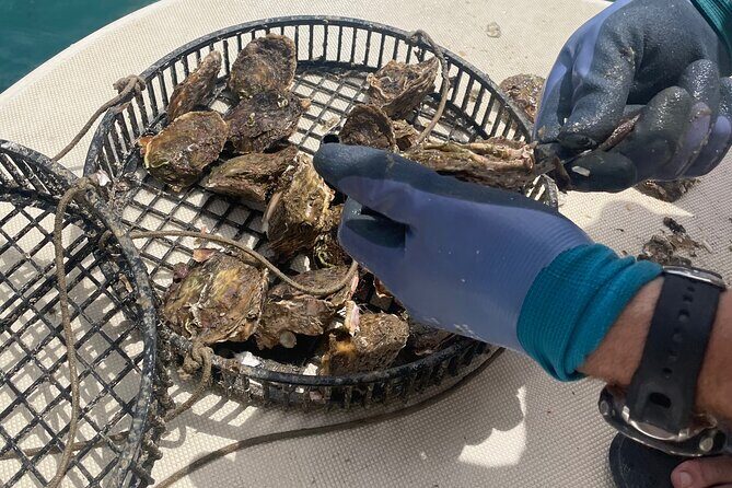 Peljeac - Wine, Oysters and Food Experience from Dubrovnik - Oysters in Hodilje: Fresh Flavors on the Coast