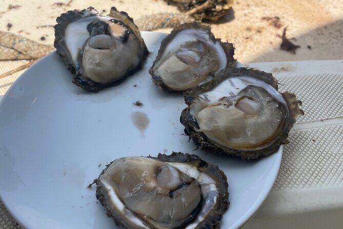 Peljeac - Wine, Oysters and Food Experience from Dubrovnik - Is This Tour Worth the Price?
