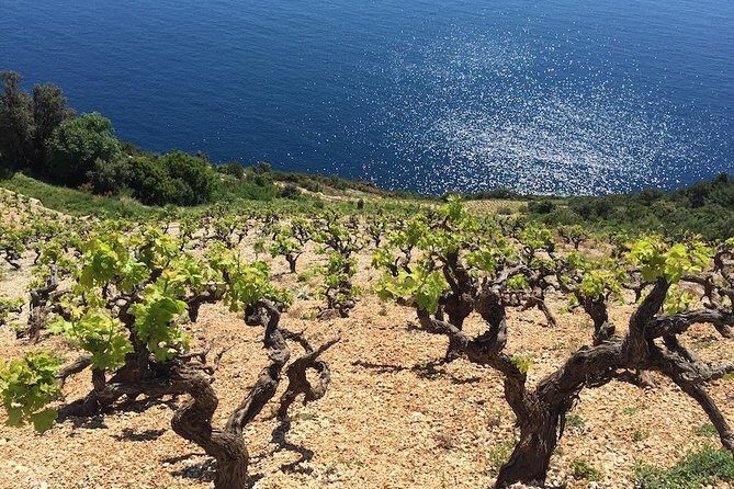 Peljesac and Ston Private Wine Tour with Tastings from Dubrovnik - A Full-Day Journey through Croatia’s Wine and Coastal Charm