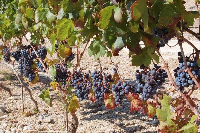 Peljesac Peninsula Day Trip from Dubrovnik: Wine Tasting and Ston Village Tour - A Closer Look at the Tour Experience