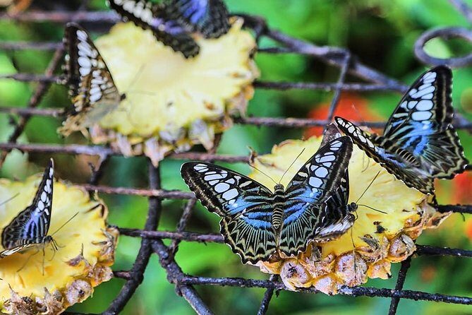 Penang Round Island Tour With Tropical Spice Garden & Entopia Butterfly Farm - Transportation and Comfort