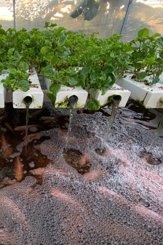 Penang: The Vanilla Village Farm Tour by Kairos - Penang: The Vanilla Village Farm Tour by Kairos