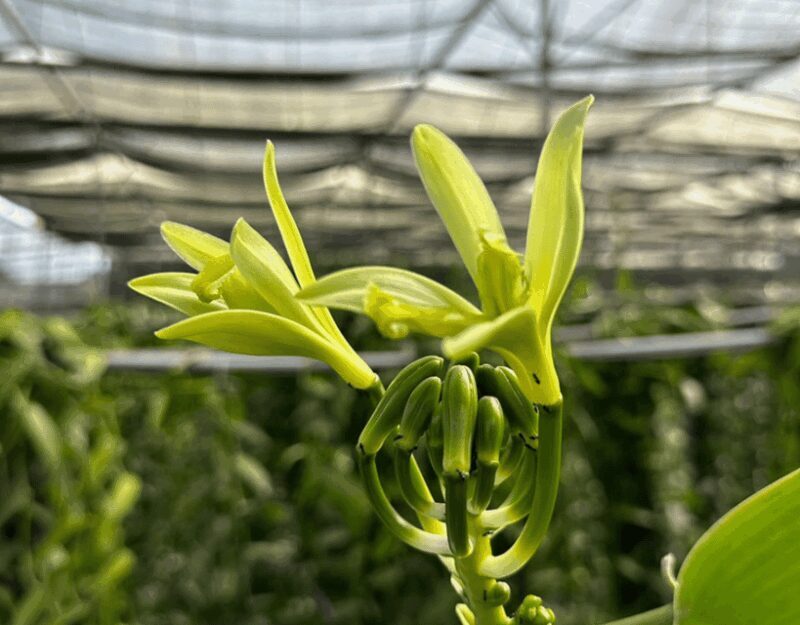 Penang: The Vanilla Village Farm Tour by Kairos - The Experience: What Travelers Are Saying