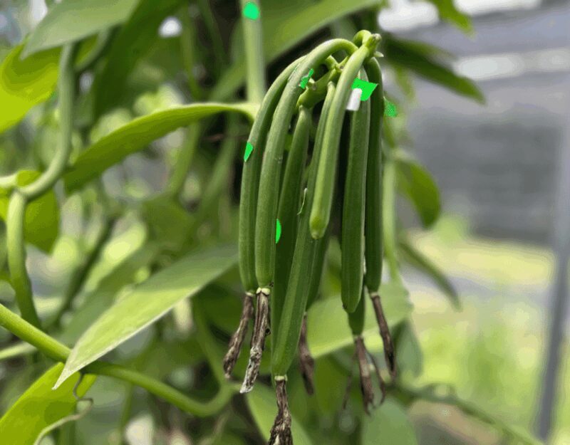 Penang: The Vanilla Village Farm Tour by Kairos - FAQ