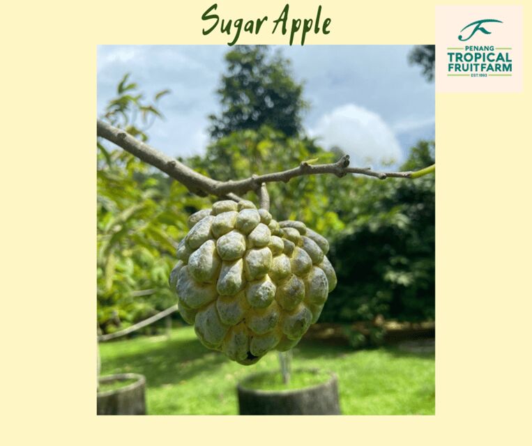 Penang: Tropical Fruit Farm Ticket - Discover the Fruits of Penang’s Tropical Fruit Farm