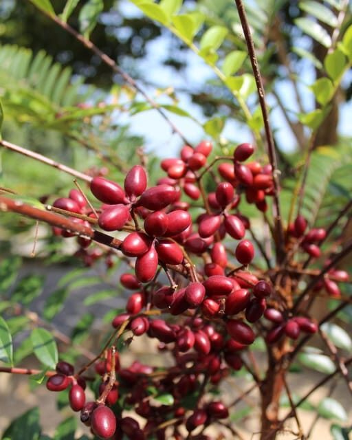 Penang: Tropical Fruit Farm Ticket - Key Points