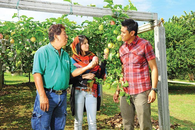 Penang Tropical Fruit Farm with Fruit Tasting - Exploring Penang’s Tropical Fruit Paradise: A Detailed Review of the Tropical Fruit Farm Tour