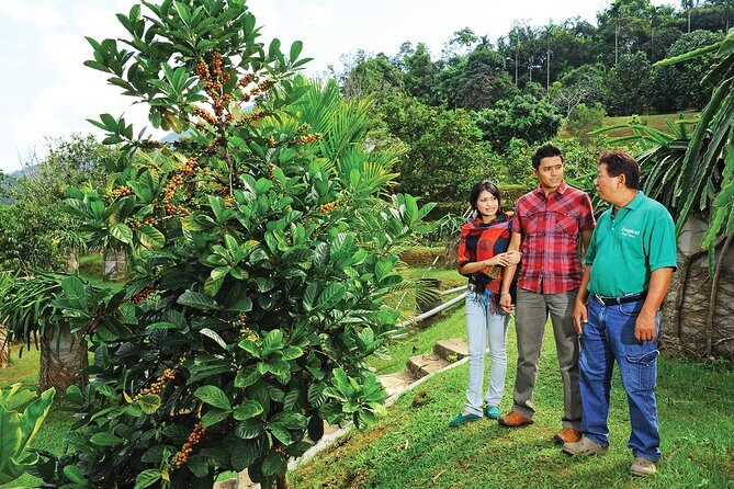 Penang Tropical Fruit Farm with Fruit Tasting - An In-Depth Look at the Penang Tropical Fruit Farm Tour