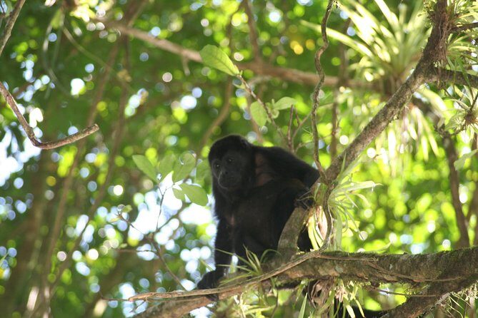 Peñas Blancas River Safari Float from La Fortuna - Experience the Peace of Costa Rica’s Rainforest: Peñas Blancas River Safari Float from La Fortuna