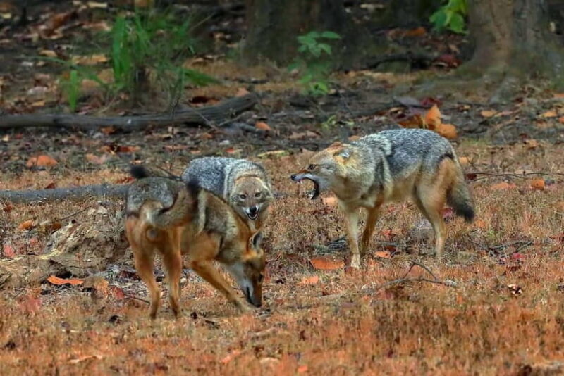 Pench National Park: Skip the Line Access to Jungle Safari - Pench National Park: Skip the Line Access to Jungle Safari