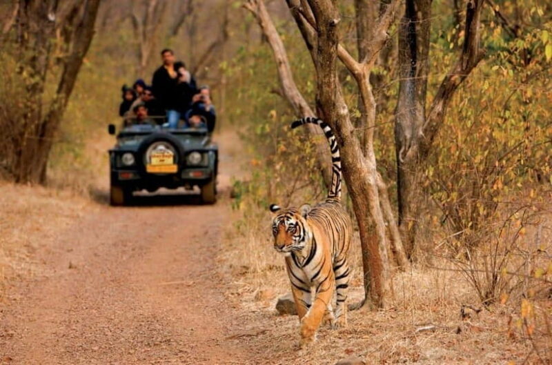 Pench National Park: Skip the Line Access to Jungle Safari - Key Points