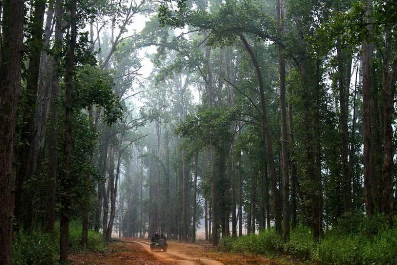Pench National Park: Skip the Line Access to Jungle Safari - The Value of Guided, Skip-the-Line Safaris