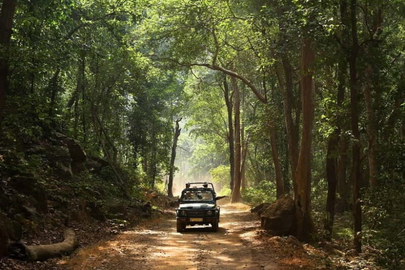 Pench National Park: Skip the Line Access to Jungle Safari - Who Should Consider This Tour?