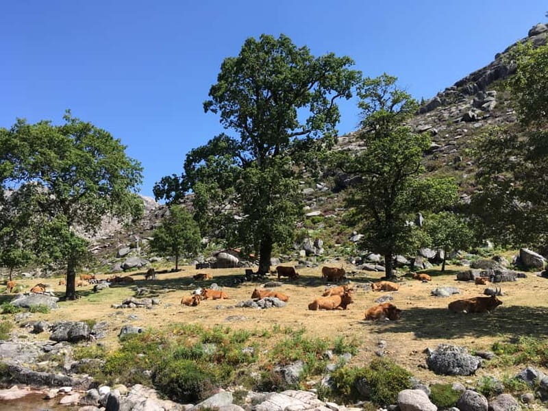 Peneda Geres National Park: Private Tour with a Guide - Who Would Enjoy This Tour?