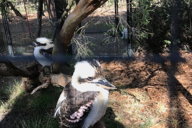 Penguin and Australian Animals Private Tour - In-Depth Review of the Penguin and Australian Animals Private Tour
