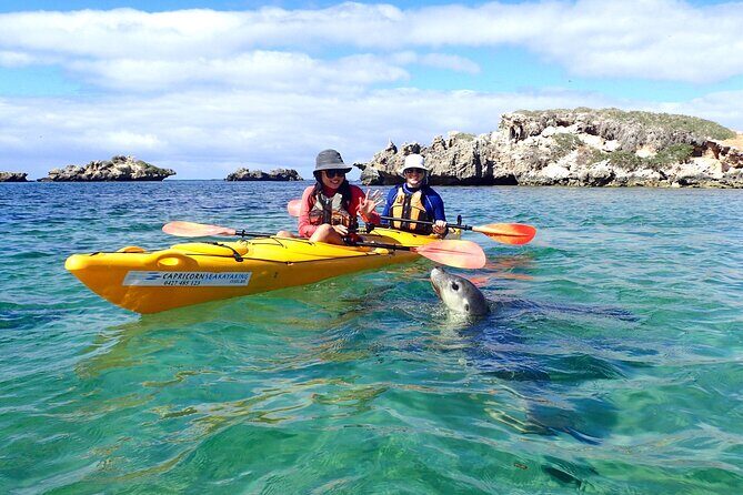 Penguin and Seal Islands Sea Kayaking Experience - A Deeper Look at the Penguin and Seal Islands Sea Kayaking Experience