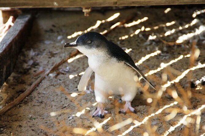 Penguin and Seal Islands Sea Kayaking Experience - Considerations & Practical Tips