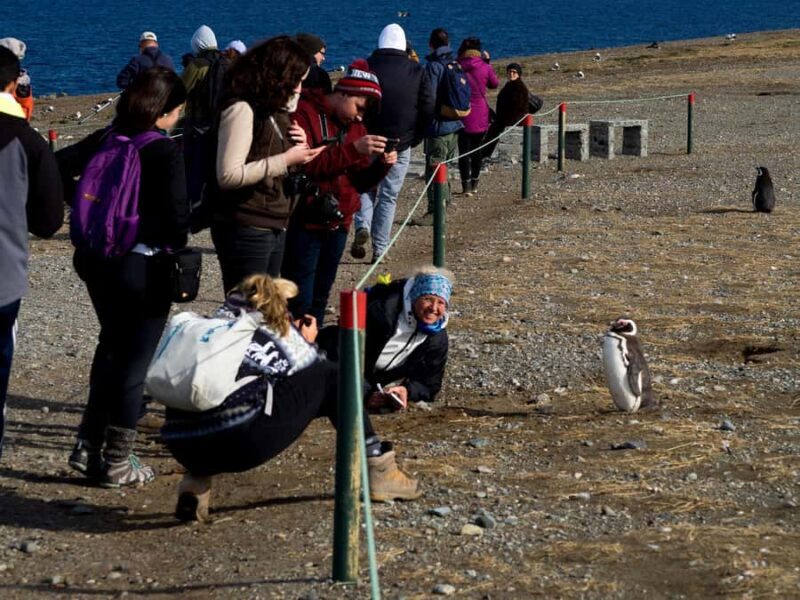 Penguin Expedition: Sailing to Isla Marta and Magdalena from Punta Arenas - Practical Details and Tips