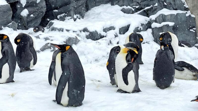 Penguin Fun & Snowmobile : Sapporo Winter (Asahiyama Zoo) - Exploring the Charm of Hokkaido’s Winter on the Penguin Fun & Snowmobile Tour
