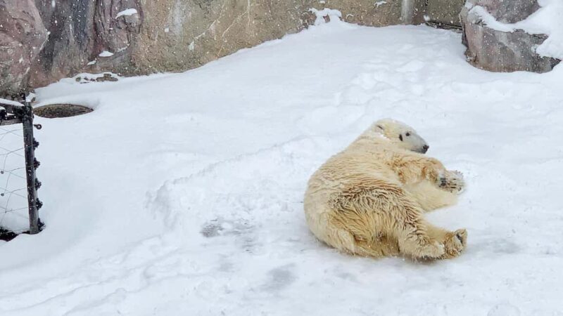 Penguin Fun & Snowmobile : Sapporo Winter (Asahiyama Zoo) - Why This Tour Offers Good Value