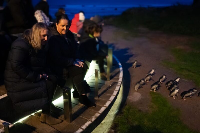 Penguin Parade: General Viewing Ticket - Key Points