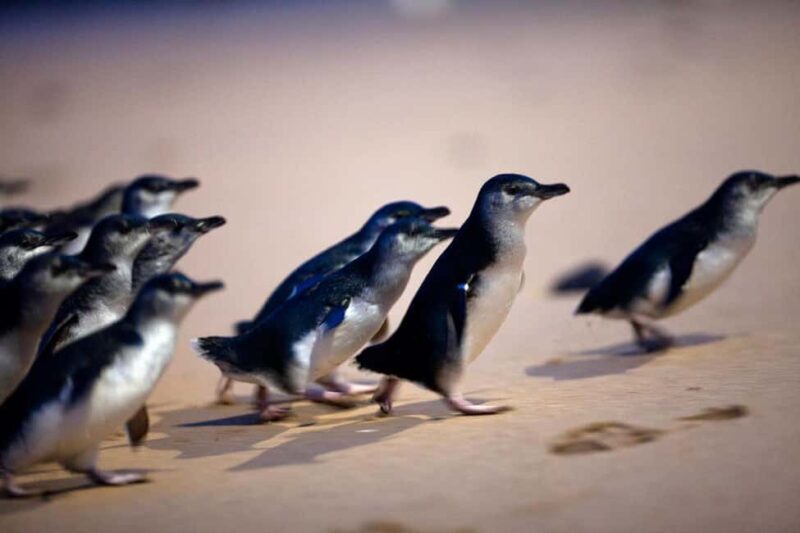 Penguin Parade: General Viewing Ticket - Who Will Love This Tour?