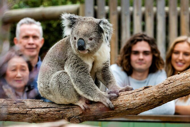 Penguin Parade, & Wildlife Encounters Eco Tour from Melbourne - Detailed Breakdown of the Itinerary