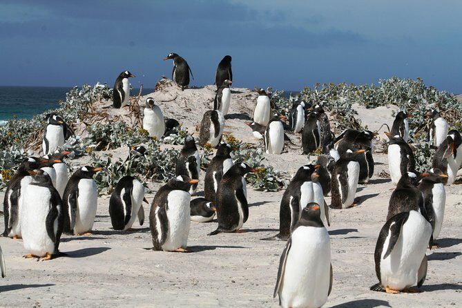 Penguins, Elephant Seals and City Attractions at Falkland Islands - Key Points