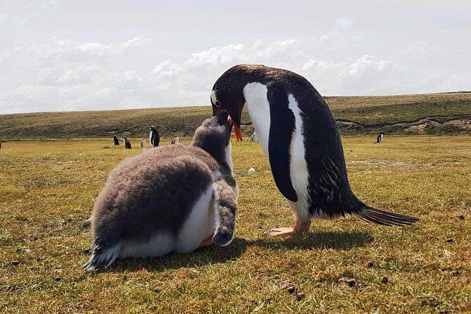 Penguins, Elephant Seals and City Attractions at Falkland Islands - FAQ