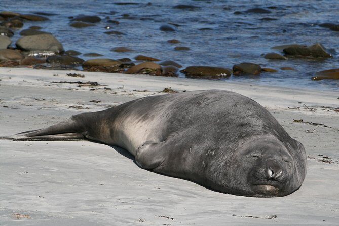 Penguins, Elephant Seals and Island Highlights at Falkland Is. - Key Points