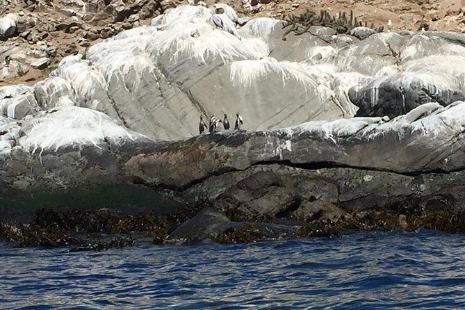 Penguins Watching Navigation Cachagua Island& Lunch From SANTIAGO - Who Is This Tour Perfect For?