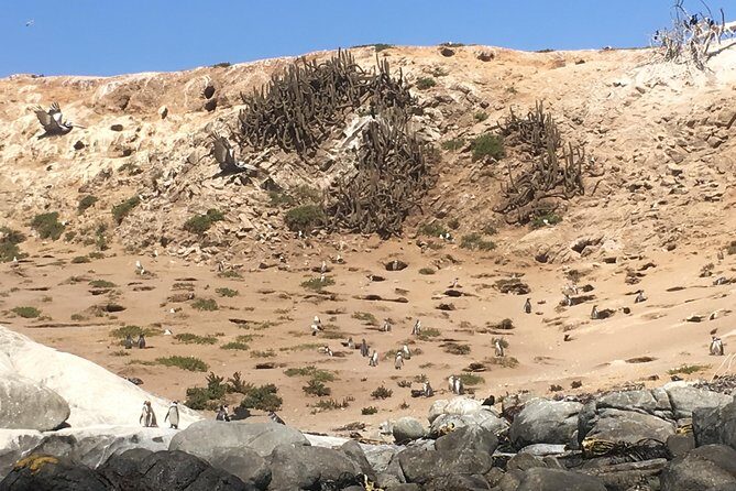 Penguins,Sea lions,Sand Boarding,Paragliding Chilean food &drinks - The Coastal Towns and Their Charms