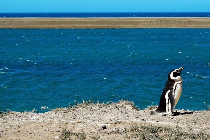 Peninsula Valdés - EARLY BOOKING -20 OFF - for Cruise Passengers - FAQs