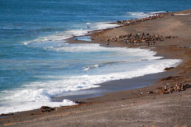 Peninsula Valdés Excursion with Whale Watching Included - Why This Tour Works for You