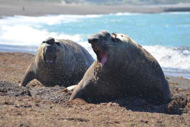 Peninsula Valdés Excursion with Whale Watching Included - Key Points