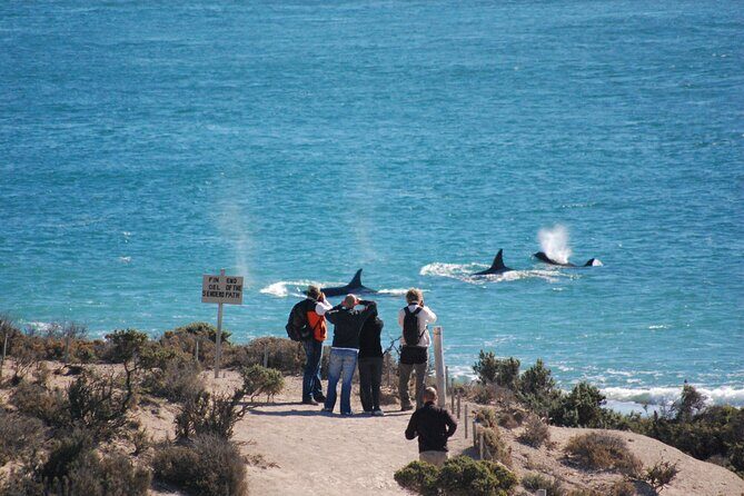 Peninsula Valdés Excursion with Whale Watching Included - FAQ