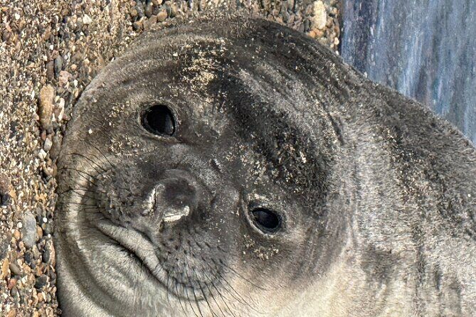 Peninsula Valdes for cruise passengers - Key Points