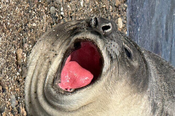 Peninsula Valdes for cruise passengers - Exploring the Peninsula Valdes Tour in Detail